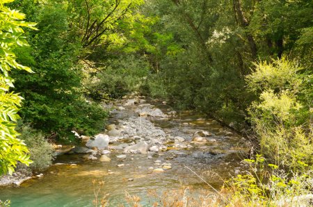 Photo for Banks of the Vare, a tributary of the river Var and a mountain stream in the gorgeous forest landscape of the Alps of Provence, France : the green water gently flows among the pebbles and the trees - Royalty Free Image