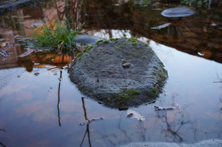 Téléchargez les photos : Un caillou recouvert de mousse émergeant à la surface lisse de l'eau sombre et reflets d'une fontaine et de plantes aquatiques dans un vieil étang, dans le parc d'une maison de campagne dans le sud de la France - en image libre de droit