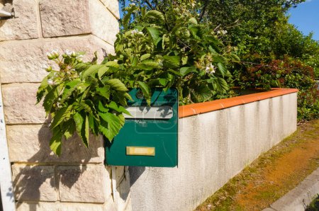Téléchargez les photos : Une boîte aux lettres en métal vert au format postal standard français, montée sur un pilier de pierre contre un mur de stuc qui entoure un jardin, avec des branches vertes d'un mûrier poussant sur la boîte - en image libre de droit