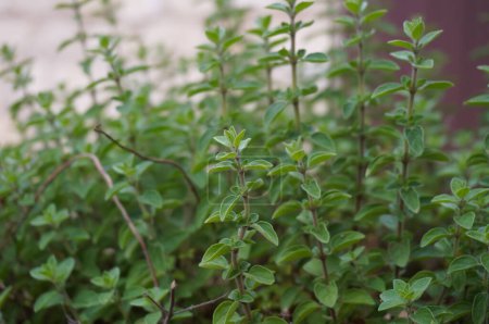Close view of sprigs of oregano in an organic garden, an aromatic herb also known as wild marjoram