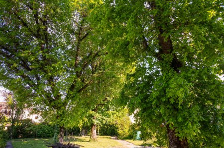 Téléchargez les photos : Magnifique paysage rustique par une journée ensoleillée de printemps dans un parc verdoyant de vieux chênes au feuillage vert majectique et abondant, en Occitanie, dans le sud de la France - en image libre de droit