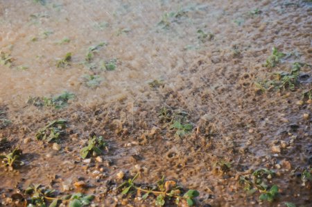 Téléchargez les photos : Jeunes pousses vertes plantées dans la terre d'un sol inondé frappé par un puissant jet d'eau sous la forme d'une forte pluie, avec des gouttes claquant dans la boue ; illustration de violentes pluies de mousson - en image libre de droit