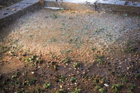 Téléchargez les photos : Jeunes pousses vertes plantées dans la terre d'un sol inondé frappé par un puissant jet d'eau sous la forme d'une forte pluie, avec des gouttes claquant dans la boue ; illustration de violentes pluies de mousson - en image libre de droit