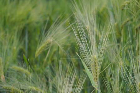Téléchargez les photos : Jeunes pousses vertes de blé, dans un champ de céréales dans une zone rurale champenoise, entre Berru Mount et Reims, dans le nord-est agricole de la France - en image libre de droit