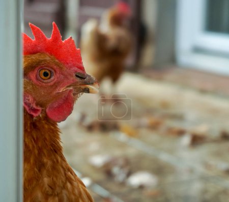 Téléchargez les photos : Vue rapprochée de la tête d'une poule pondeuse rouge ayant une grande crête rouge vif et appartenant à la libre circulation d'une ferme biologique française en Occitanie - en image libre de droit
