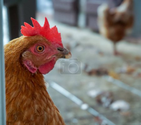 Téléchargez les photos : Vue rapprochée de la tête d'une poule pondeuse rouge ayant une grande crête rouge vif et appartenant à la libre circulation d'une ferme biologique française en Occitanie - en image libre de droit