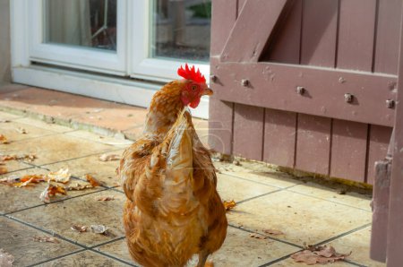 Foto de Primer plano de pollo en el patio - Imagen libre de derechos
