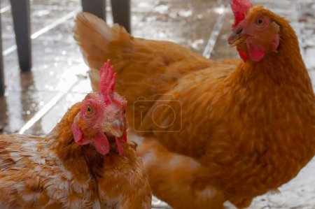 Photo for Red laying hens in the barnyard, belonging to an organic open-air rearing in the agricultural region of Occitanie, Southern France - Royalty Free Image