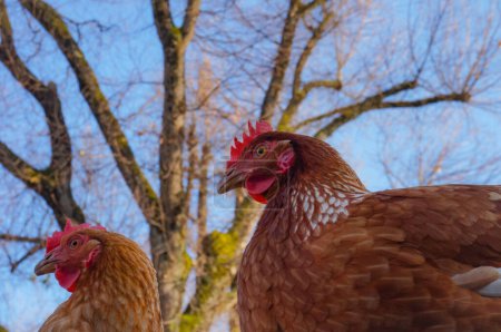 Téléchargez les photos : Vue rapprochée de deux poules pondeuses rouges en bonne santé sous les branches d'un chêne en arrière-plan, dans la basse-cour d'une ferme biologique française située en Occitanie, dans le sud de la France - en image libre de droit