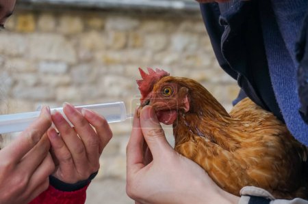 Foto de Cuidado de los animales en una cría ecológica al aire libre en Occitanie, sur de Francia: una gallina ponedora enferma hidratada con una jeringa por los agricultores que mantienen su pico para hacer que el pájaro beba su medicina - Imagen libre de derechos