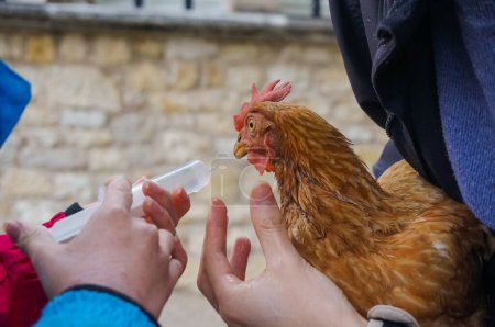 Téléchargez les photos : Soins des animaux dans un élevage en plein air bio en Occitanie, dans le sud de la France : une poule pondeuse malade hydratée avec une seringue par les agriculteurs qui maintiennent son bec pour faire boire à l'oiseau ses médicaments - en image libre de droit