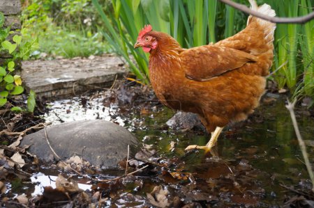 Téléchargez les photos : Une poule pondeuse rouge erre dans un étang rempli de feuilles tombées en décomposition, à la recherche de nourriture dans la boue avec les pieds dans la boue, dans la zone libre biologique d'une ferme française en Occitanie, au sud - en image libre de droit