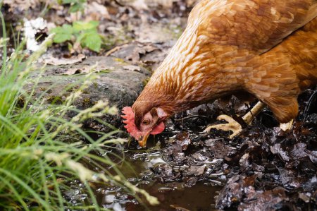 Téléchargez les photos : Une poule pondeuse rouge erre dans un étang rempli de feuilles tombées en décomposition, à la recherche de nourriture dans la boue avec les pieds dans la boue, dans la zone libre biologique d'une ferme française en Occitanie, au sud - en image libre de droit