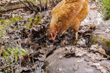 Photo for A red laying hen roams about a pond full of decomposing fallen leaves, looking for feed in the mud with the feet in the slime, in the organic free range of a French farm in Occitanie, Southern - Royalty Free Image