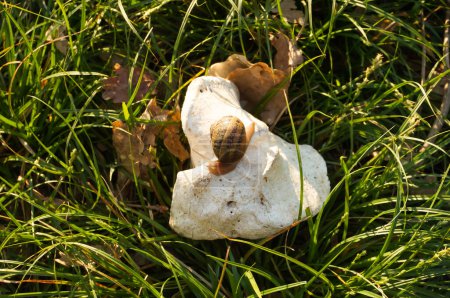Foto de Un caracol de Borgoña (Helix Pomatia, también conocido como caracol Champagne en Francia) con un cuerpo translúcido encaramado sobre una piedra caliza en medio de la hierba verde y hojas caídas en un jardín - Imagen libre de derechos