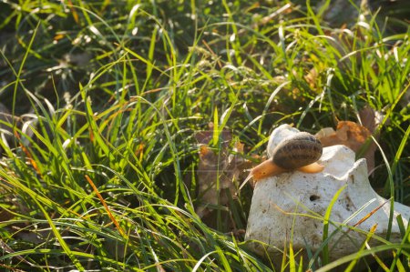 Foto de Un caracol de Borgoña (Helix Pomatia, también conocido como caracol Champagne en Francia) con un cuerpo translúcido encaramado sobre una piedra caliza en medio de la hierba verde y hojas caídas en un jardín - Imagen libre de derechos