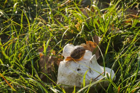 Téléchargez les photos : Un escargot de Bourgogne (Helix Pomatia, aussi connu sous le nom d'escargot de Champagne en France) au corps translucide perché sur un caillou de calcaire au milieu de l'herbe verte et aux feuilles tombées dans un jardin - en image libre de droit
