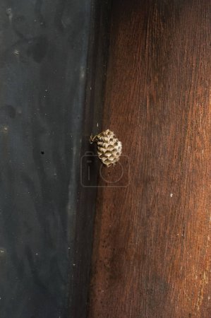 Téléchargez les photos : Un minuscule nid de frelons s'accroche à une surface métallique au moyen d'une poignée extrêmement fine, dotée d'une structure alvéolée hexagonale en forme de ruche légère ; la photo est prise dans le sud de la France. - en image libre de droit