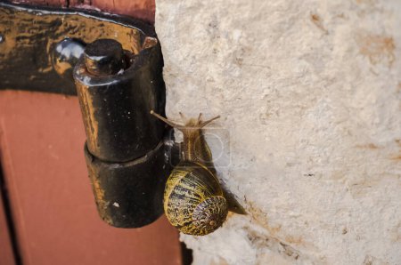 Photo for Close view of a snail of Bourgogne (Helix Pomatia, an edible species also known as Champagne snail in France) climbing on a metal door hinge, it has the antennas stretched out and a translucent body - Royalty Free Image