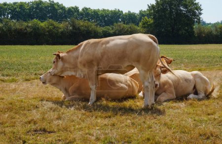 Téléchargez les photos : Vaches pâturant dans la prairie sur fond de nature - en image libre de droit