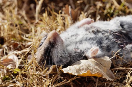 Téléchargez les photos : Un gros rongeur mort fraîchement tué par un chat de campagne, couché sur le dos dans l'herbe sèche, les pattes en l'air - en image libre de droit