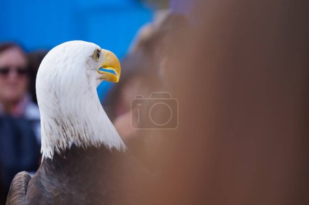 Téléchargez les photos : Gros plan portrait d'un aigle - en image libre de droit