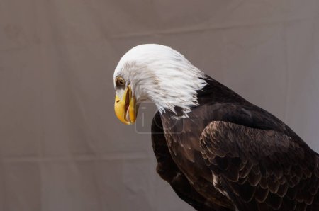 Foto de Cabeza blanca y pico amarillo de un magnífico, gran águila calva, se mostró durante un espectáculo en vivo en Francia; este raptor, un depredador de peces, es el símbolo animal de los Estados Unidos de América - Imagen libre de derechos