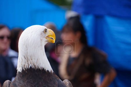 Foto de Retrato de cerca de un águila - Imagen libre de derechos