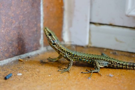 Photo for A lizard (Podarcis Muralis) on a dusty tiled floor, at the foot of a wall, goes astray inside a house in Southern France and looks up at the plinth - Royalty Free Image