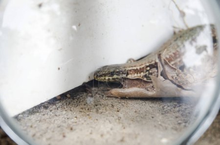 Foto de Un pequeño lagarto marrón y gris (Podarcis muralis) escondido detrás de una hoja caída contra una pared en una terraza al aire libre en Occitanie, al sur de Francia, observado a través de la lente de una lupa - Imagen libre de derechos