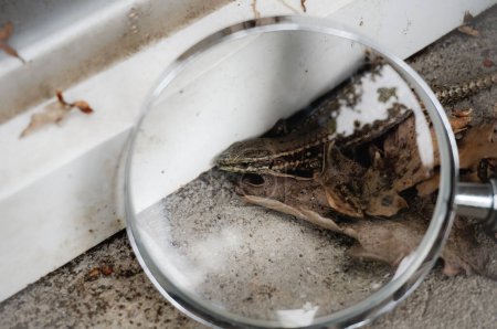 Téléchargez les photos : Un minuscule lézard brun et gris (Podarcis muralis) caché derrière une feuille tombée contre un mur sur une terrasse extérieure en Occitanie, dans le sud de la France, observé à travers la lentille d'une loupe - en image libre de droit