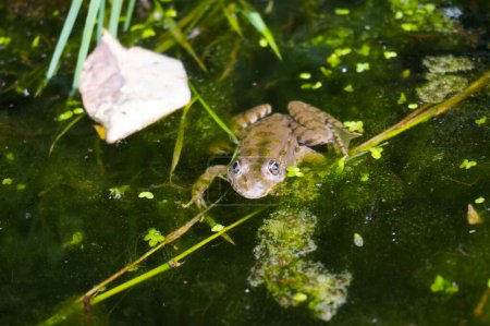Foto de Una rana común (Rana esculenta o Pelophylax esculentus) sumergida y flotando en el agua verde estancada de un charco en Midi-Pyrnes, suroeste de Francia, parcialmente escondida por plantas acuáticas - Imagen libre de derechos