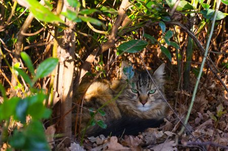 Téléchargez les photos : Un chat sauvage en écaille de tortue tabby repose tranquillement sur des feuilles tombées, discrètement caché derrière une végétation épaisse dans les arbustes d'un jardin, à la recherche d'une proie - en image libre de droit
