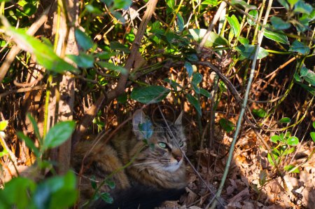 Photo for A tabby tortoiseshell wild cat quietly lies on fallen leaves, discreetely hidden behind a thick vegetation in the shrubs of a garden, on the lookout for a prey - Royalty Free Image
