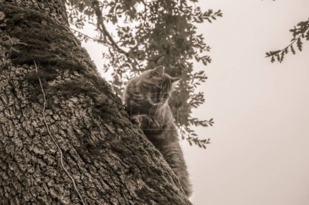 Téléchargez les photos : Un joli chat en écaille de tortue tabby grimpant agile sur le tronc d'un chêne couvert de mousse et regardant le sol, dans un parc dans le sud de la France - en image libre de droit