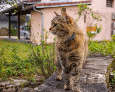 Téléchargez les photos : Vue de profil d'un chat femelle moelleux, tranquillement debout dans une cour - en image libre de droit