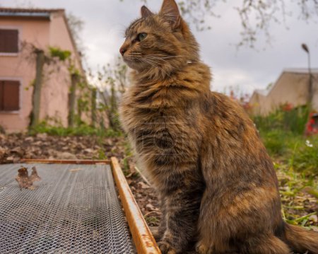 Téléchargez les photos : Vue de profil d'un chat femelle moelleux, tranquillement debout dans une cour - en image libre de droit