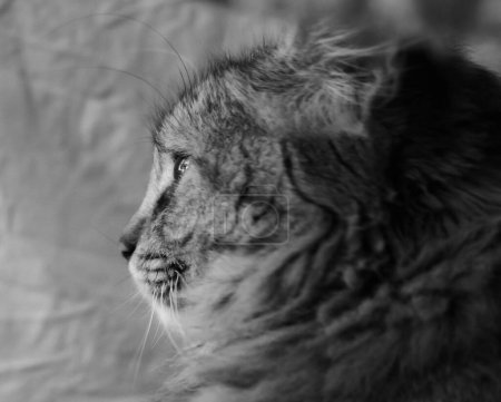 Foto de Primer plano de un hermoso gato - Imagen libre de derechos