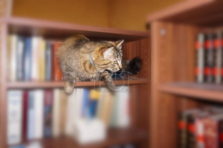 Photo for Cute tabby cat in equilibrium that explores a room inside a house by climbing over the wooden and dusty shelf of a bookcase, with a concentrated look as if hunting a prey - Royalty Free Image