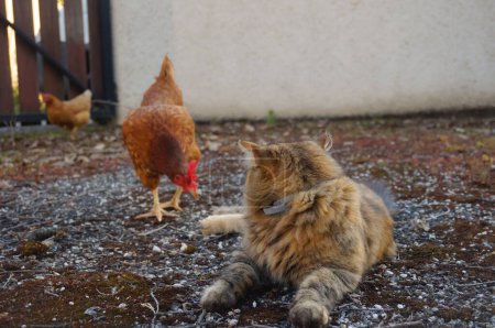 Téléchargez les photos : Chat domestique dans le village avec poulet - en image libre de droit