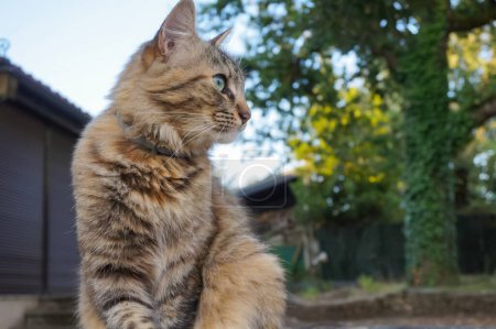 Téléchargez les photos : Chat femelle moelleux avec oreilles dressées, dans un jardin de maison dans le sud de la France - en image libre de droit