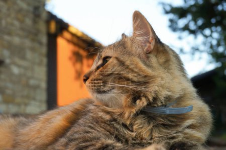 Téléchargez les photos : Un chat moelleux et moelleux avec une expression féroce et des yeux vert profond, couché sur une surface de pierre, repose dans un jardin de la maison - en image libre de droit