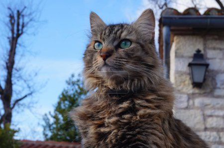 Téléchargez les photos : Chat femelle moelleux avec oreilles dressées, dans un jardin de maison dans le sud de la France - en image libre de droit