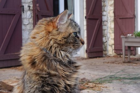 Téléchargez les photos : Vue de profil d'un chat femelle moelleux, tranquillement debout dans une cour, devant les fenêtres de la maison, dans le sud de la France - en image libre de droit