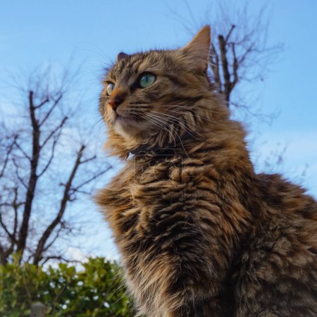 Téléchargez les photos : Chat femelle moelleux aux oreilles dressées, dans un jardin de maison dans le sud de la France ; il y a des arbres et un ciel bleu en arrière-plan - en image libre de droit