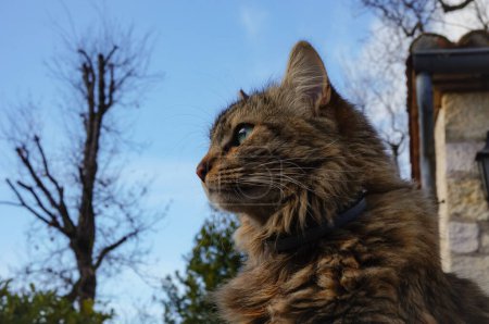Téléchargez les photos : Chat femelle moelleux aux oreilles dressées, dans un jardin de maison dans le sud de la France ; il y a des arbres et un ciel bleu en arrière-plan - en image libre de droit