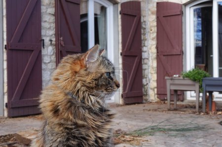 Téléchargez les photos : Vue de profil d'un chat femelle moelleux, tranquillement debout dans une cour, devant les fenêtres de la maison, dans le sud de la France - en image libre de droit