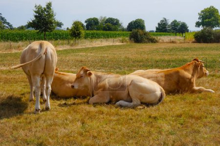 Foto de Rebaño de ganado vacuno joven de color crema, de pie o acostado, de cuernos, perteneciente a la raza Blonde d 'Aquitaine, en un prado del hermoso campo occitano de Tarn, en el suroeste de Francia - Imagen libre de derechos