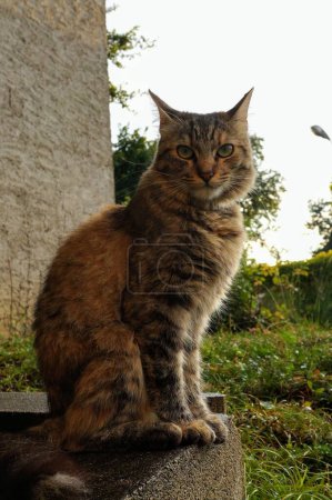 Téléchargez les photos : Chat femelle moelleux avec oreilles dressées dans le jardin - en image libre de droit