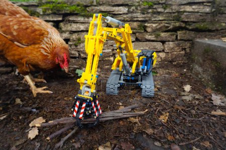 Téléchargez les photos : Photo insolite d'une poule pondeuse rouge observant avec curiosité une maquette (jouet d'enfant) d'une pelle à chenilles jaune posée sur le sol, dans le jardin d'une ferme biologique en France - en image libre de droit